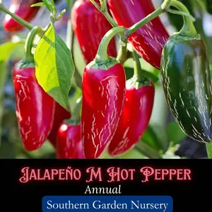 Jalapeño M Pepper Seeds: Medium Heat, Heirloom Vegetable, Easy Grow, Non-GMO Vegetable