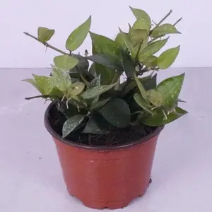 Hoya Khroniana Silver Splash 4” | Silver Hoya | Rare Wax Plant