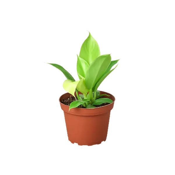 Philodendron Moonlight Plant Live House Plant Rare Indoor Plant