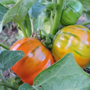 Turkish Orange Eggplant Organic Seeds (Solanum aethiopicum) – Rare Heirloom with Bold Flavor & Striking Bright Orange Fruits