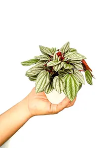 4" Peperomia San Marino, Pet Friendly Plant, Live Houseplant, Indoor Plant