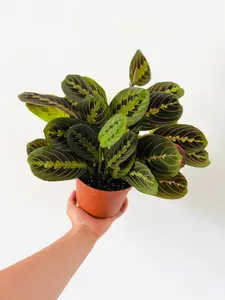 Prayer Plant - Red - Maranta Leuconeura - Tropical Plant
