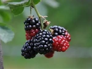 300 Blackberry Seeds for Indoor & Outdoor Planting - Year-Round Growth - Fresh Home Harvest - Summer Season - Easy Gardening Kit