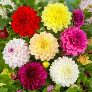 Dahlia Mixed Seeds, Flower Seeds for Home Gardening