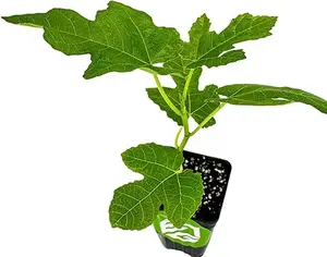 Celeste Fig Tree Live Plant - Honey/Sugar Fig - Ficus carica by Wellspring Gardens - Starter Plant Ideal for Gardens & Containers - Great for Indoor Houseplants, Outdoor Landscaping & Garden Planting