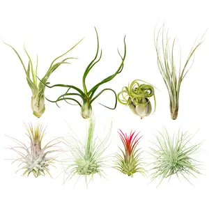 Live Air Plant Randomly Picked