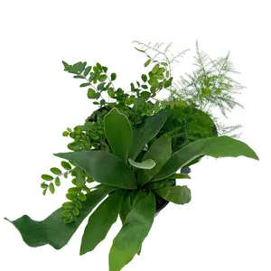BubbleBlooms Fern Assortment Set, 4 inch pots, Set of 3, Variety, Great Indoor Houseplants, Staghorn, Boston, Button, Asparagus, Helechos
