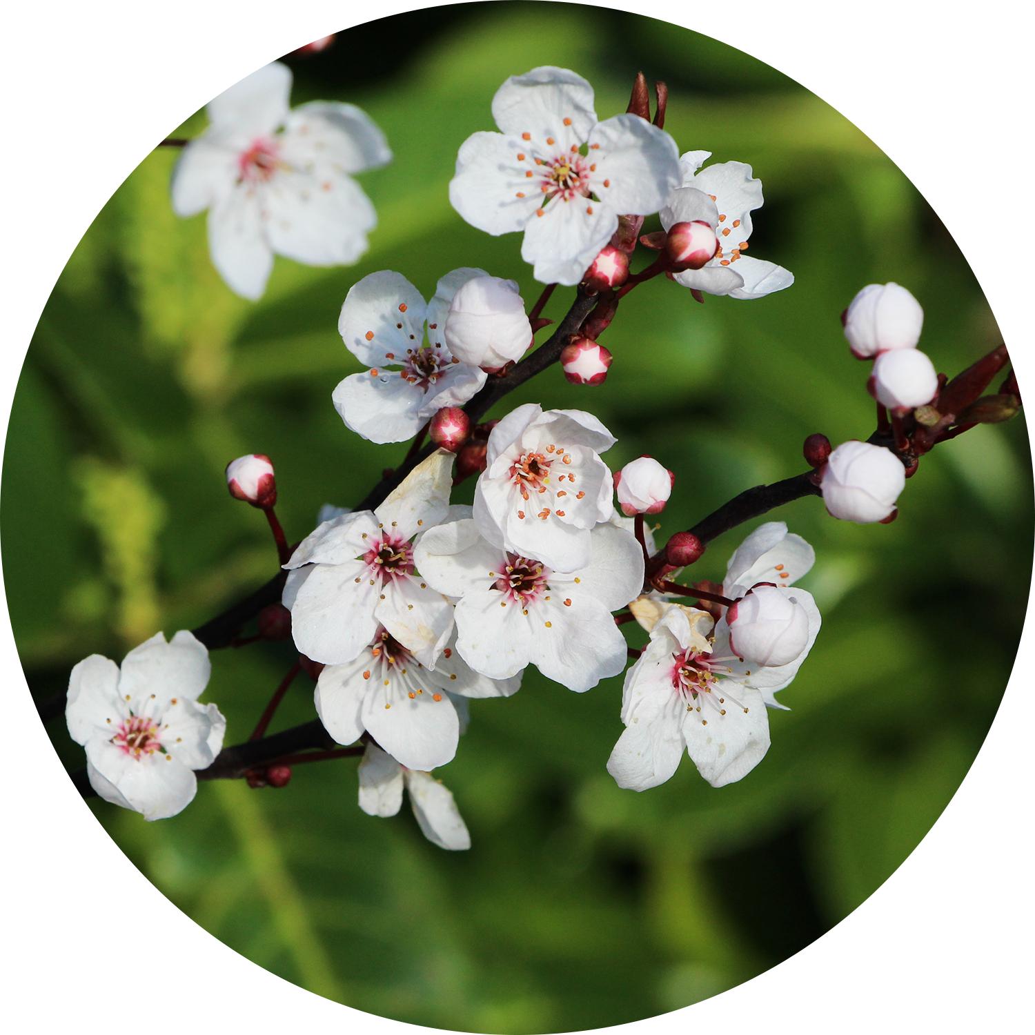 Sz Essentials | Manuka Essential Oil -   Fresh and Earthy Aroma - New Zealand - 100% Pure & Natural -  Wellness Therapeutic Treatment - 0.17 Fl (5ml)