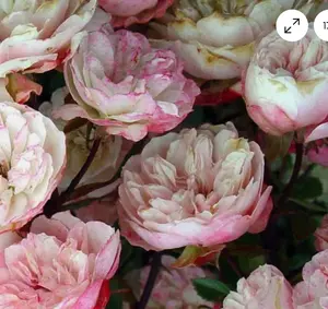 Rosa Chinensis Angel Wings | Miniature Rose | 10_Seeds