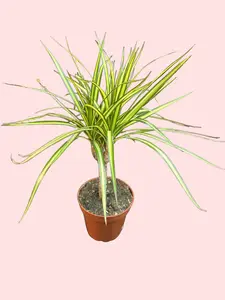 4" Dracaena marginata Kiwi - Dragon Tree - Drought Tolerant Plant - Easy Care Houseplant