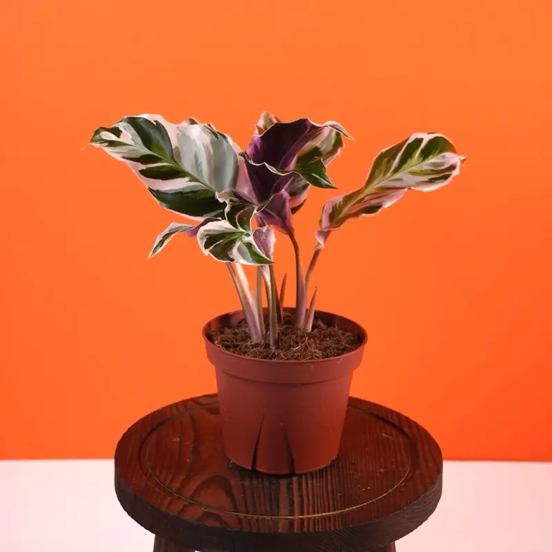 Calathea Stella - 4 Pot - TikTok Shop
