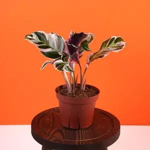 Calathea “Stella” - 4” Pot