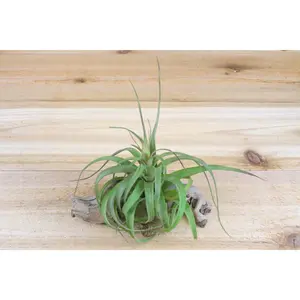 Tillandsia Streptophylla Hybrid Air Plants Variety 'Eric Knoblock' [1, 3 or 5 Pack]