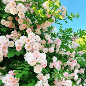 Nature's creation of all perennial flower seeds, 5 flower varieties, 9000 flower seeds, lavender, rose, sunflower, Susan, hosta