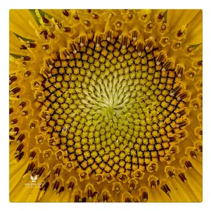 Sun Flower Cloth Napkins