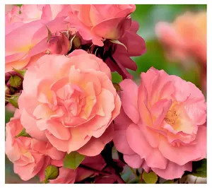 Cottage Farms Cherish Rose