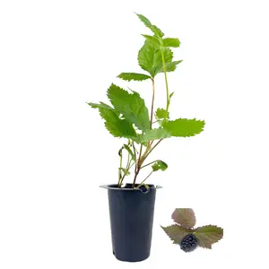 Apache BlackBerry Plant - Live Plant in a 2 Inch Pot - Rubus - Fruit Trees for The Patio and Garden