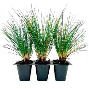 Elijah Blue Fescue Grass (Festuca ovina ‘Elijah Blue’) in 2.5" Nursery Cubes