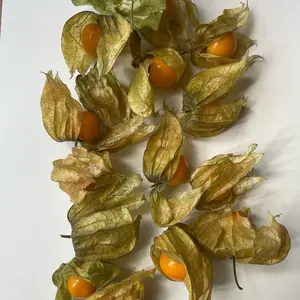 Goldenberry (Capeberry) Seeds