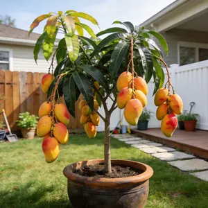 Fresh Mango Tree Seedlings | Grow Your Own Tropical Fruit | Ideal for Home Gardens & Backyard | Easy to Care For