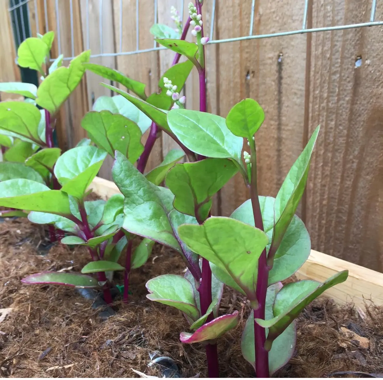 Red Malabar Spinach Seeds