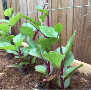 Red Malabar Spinach Seeds