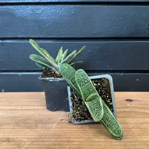 Gasteria batesiana / knoppies gasteria   Succulent 2 Inch  Pot