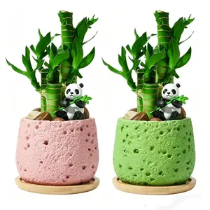 Joyodor Lucky Bamboo Plant 2-Pack – Feng Shui Indoor Desk Decor with Ceramic Pots, Good Luck & Wealth Plant, Small Bamboo Arrangement for Home Office, Aesthetic Zen Decor Gift