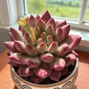 Echeveria ‘Cherry’ Live Bright Red Succulent – Single Head Bare Root Plant | Easy-Care Beginner Friendly Christmas Gift & Festive Home Decor”