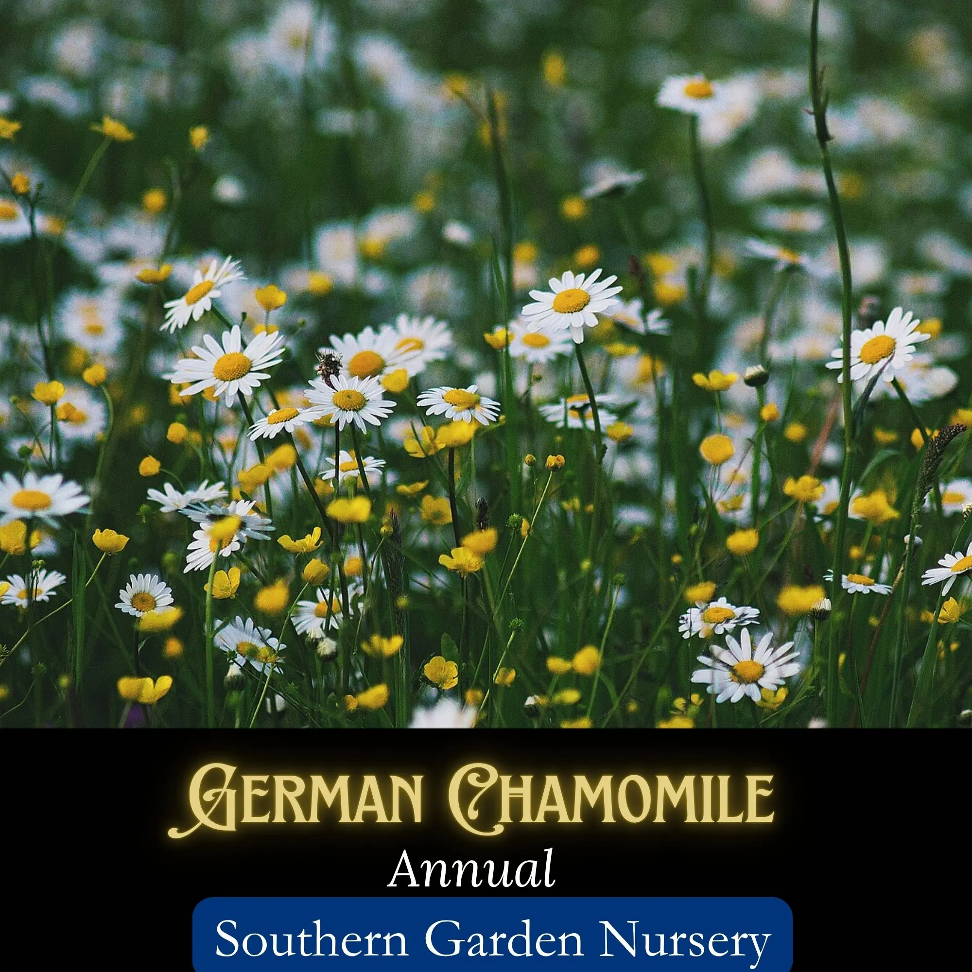German Chamomile Seeds, Matricaria chamomilla, Edible Flowers, Medicinal Herbs, Pollinator Plants, Tea Garden Seeds