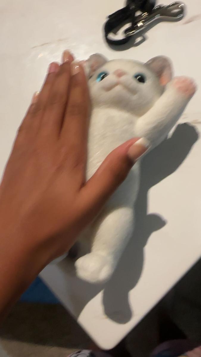 Item: B American Shorthair