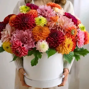 "Colorful Life" Dahlia Flowers