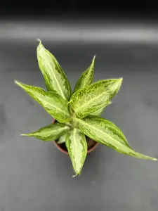 Aglaonema White Rain