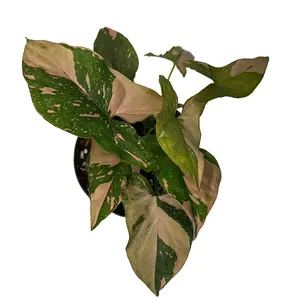 Syngonium Pink Splash 4" Pot Collector's Plant - Tropical House Plant, Water Weekly, Can Grow in Water if Wanted, Bright Indirect Light