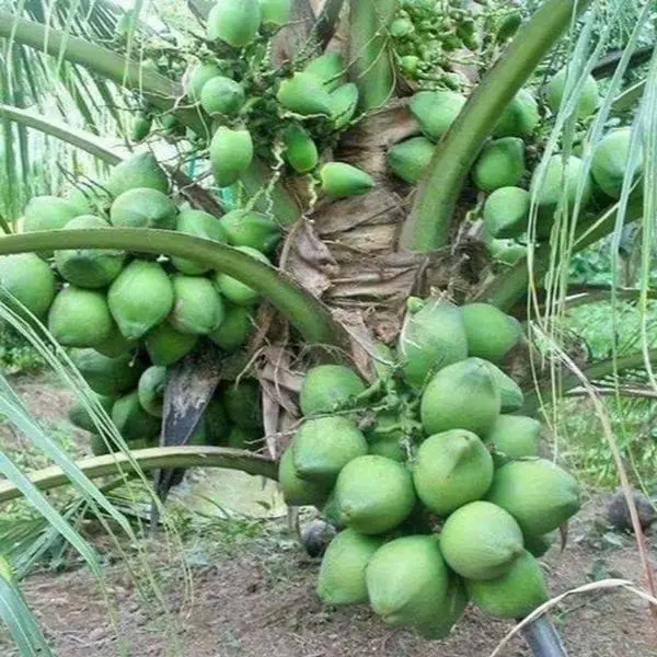 Rare Costa Rican Certified Dwarf Green Malayan Coconut  (Free Shipping!)