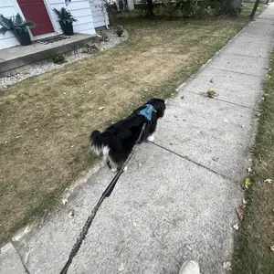 Product Review of iYoShop Hands Free Dog Leash with Zipper Pouch, Dual Padded Handles and Durable Bungee for Walking, Jogging and Running Your Dog from B**e M** ** T**s m** 🩵**🧸