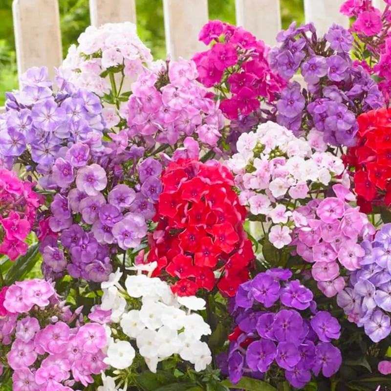 Phlox Flower Seeds Mixed Color Creeping Perennial Ground Cover Flowers for Planting Garden Borders Containers and Pollinator Beds