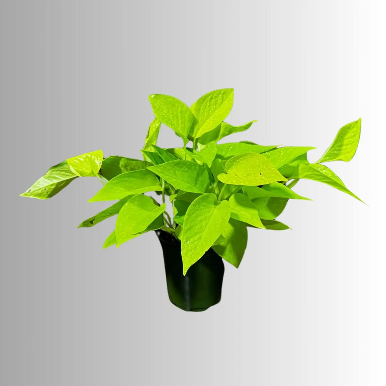 Neon Pothos Indoor Plant in 4" Nursery Pot - Easy Care Low Light Indoor Live Plant - Neon Pothos  Houseplant - US Seller