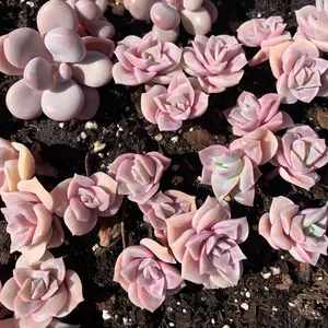 Echeveria Lovely rose - April Farm/Rare Succulents