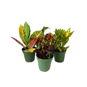 The Croton Collection - 3 Live Plants in 4 Inch Pots - Codiaeum Mammy, Petra, Gold Dust - Tropical Easy Care Indoor Houseplants