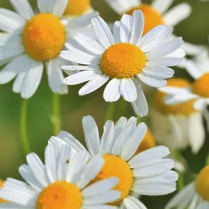 Chamomile Flower