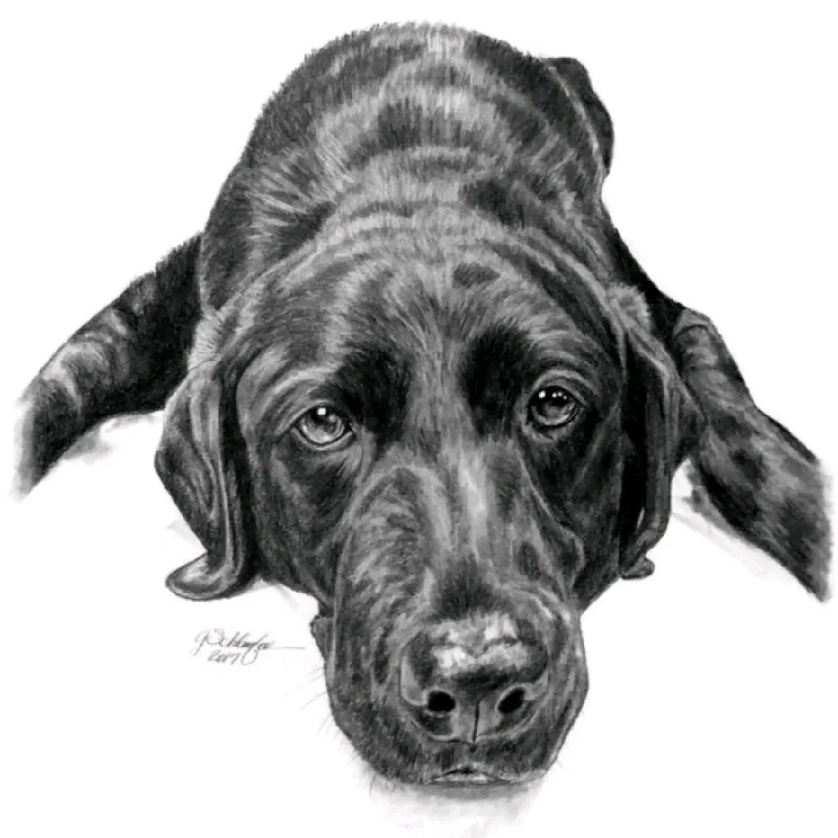 8x10" Single Subject Graphite Pencil Pet Portrait from Photo