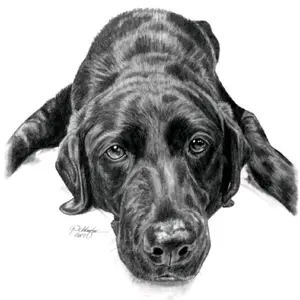 8x10" Single Subject Graphite Pencil Pet Portrait from Photo