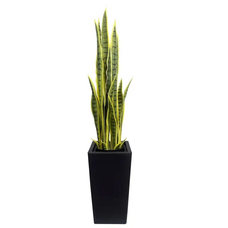 large raven zz plant Black Raven Zz main image 0