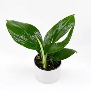 Rhaphidora Decursiva Dragon Tail 4" Pot  Houseplant with Unique Leaves Easy Care Beginner Friendly Live Tropical Plant for Indoor Decor United States