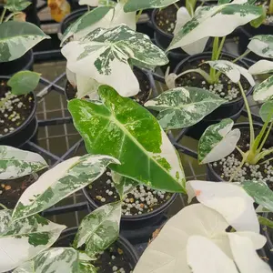 Alocasia Frydek variegated in 4 inch pot live Houseplant Tropical foliage with brilliant color