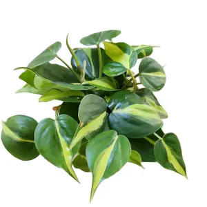 4" Philodendron Cordatum 'Brasil' Hanging Houseplant Decorative Colorful Hanging Basket Plant Unique Foliage