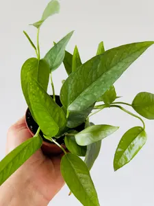 Cebu Blue Pothos - Epipremnum Pinnatum ‘Cebu Blue’ - 3" Pot