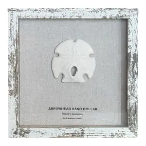 Arrowhead Sand Dollar in Frame - Natural History Decor