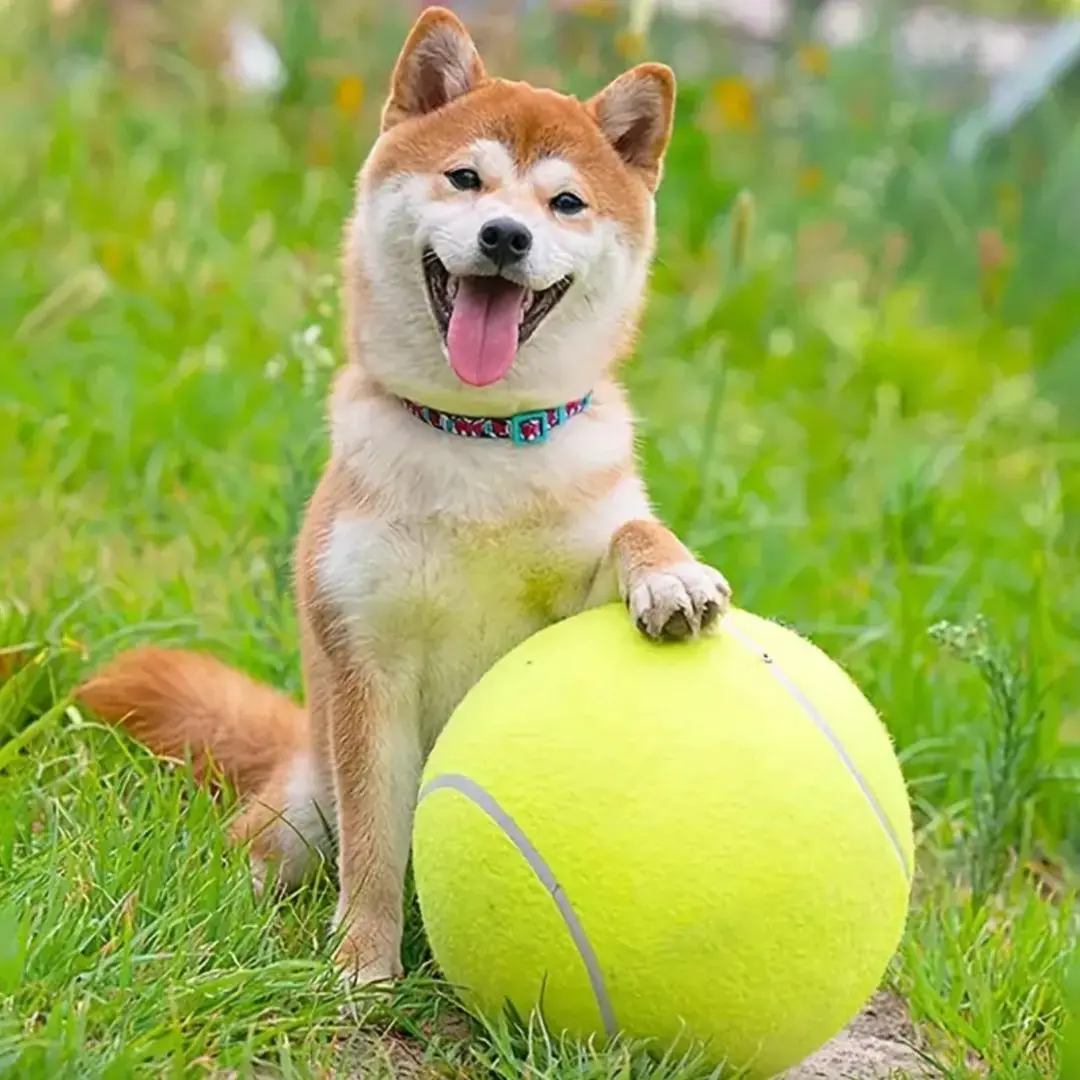 Interactive Dog Toy for Training & Play, Large Outdoor Tennis Ball Pet Toy with Optional Inflatable Pump, Durable Chew Design for Active Dogs